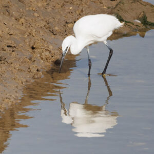 Little Egret