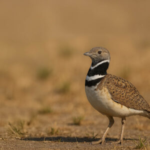 Little Bustard
