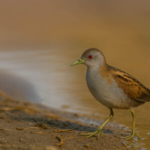 Little Crake