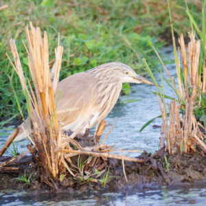 Squacco Heron