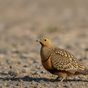 Pallas’s Sandgrouse