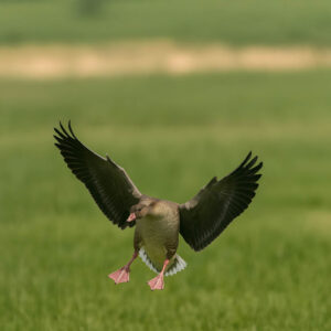 Pink-footed Goose