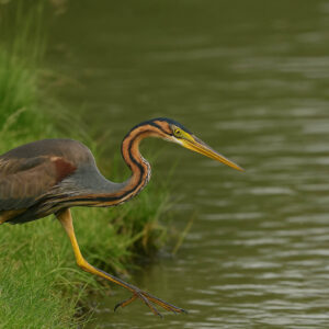 Purple Heron