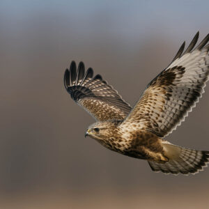 Rough-legged Buzzard