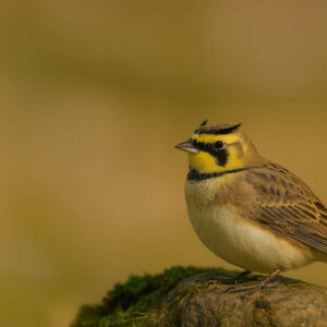 Shore Lark