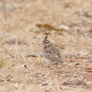 Crested Lark