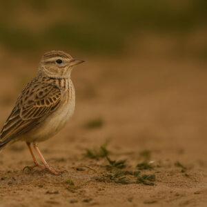 Short-toed Lark
