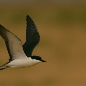Sooty Tern