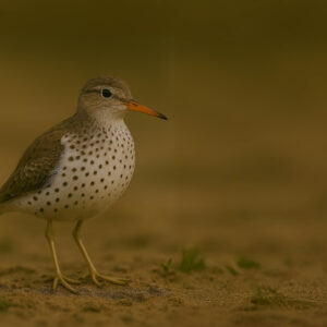 Spotted Sandpiper