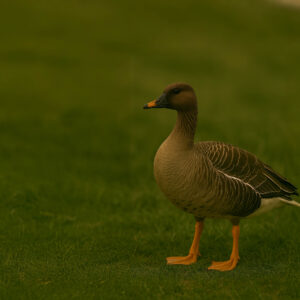 Tundra Bean Goose