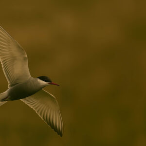 Whiskered Tern