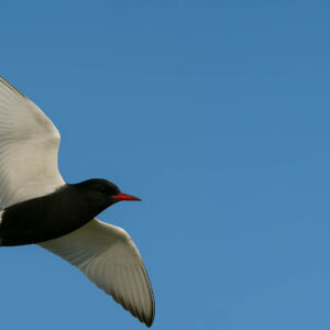White-winged Black Tern