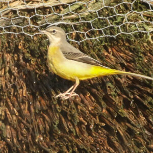 Grey Wagtail