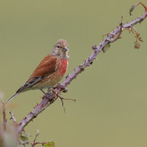 Linnet