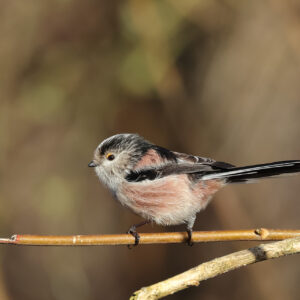 Long-tailed Tit