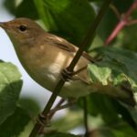 Marsh Warbler