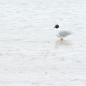 Mediterranean Gull