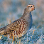 Grey Partridge