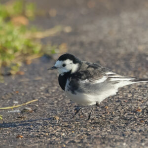 Pied Wagtail