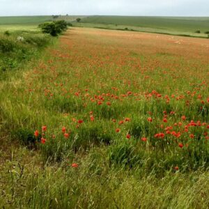 Lancing Ring & Steepdown
