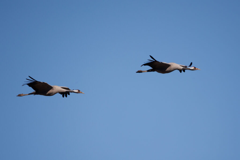 Cranes