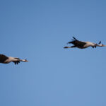 Crane