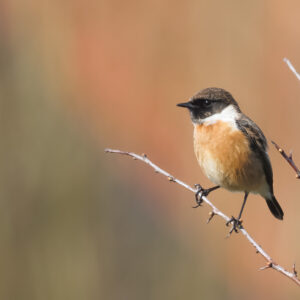 Eurasian Stonechat