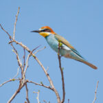 Bee-eater
