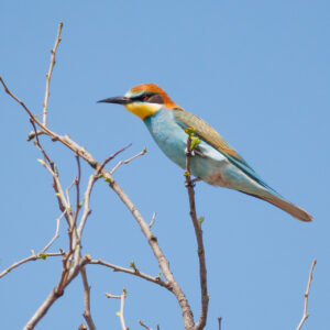 europeanbeeeater Bee-eater