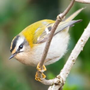 Firecrest