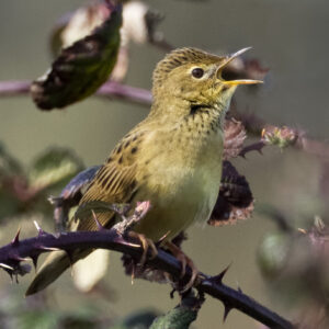 Grasshopper Warbler