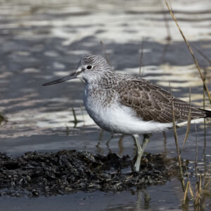 Greenshank