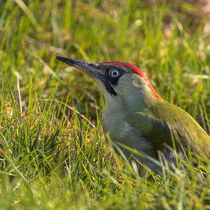 Green Woodpecker