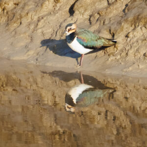 Lapwing
