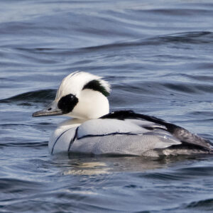 Smew