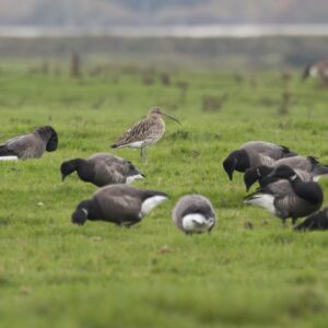 First SDOS Visit To Farlington Marshes A Chilly Delight