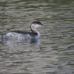 Slavonian Grebe Latest Star Guest On Widewater