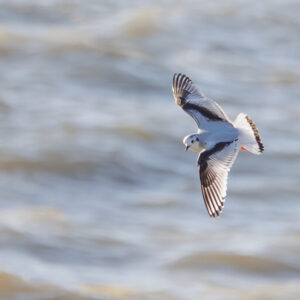Little Gull 20 Dec 2025 Little Gulls Making Big Impression In Southwick
