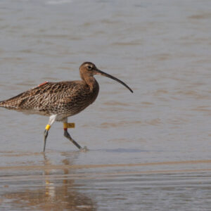 Curlew From Head-Starting Scheme Returns Again To Adur