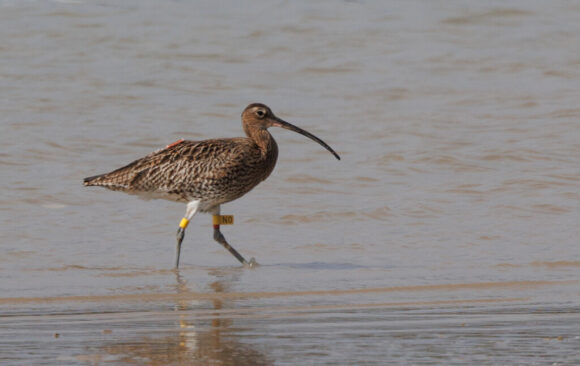 Curlew From Head-Starting Scheme Returns Again To Adur