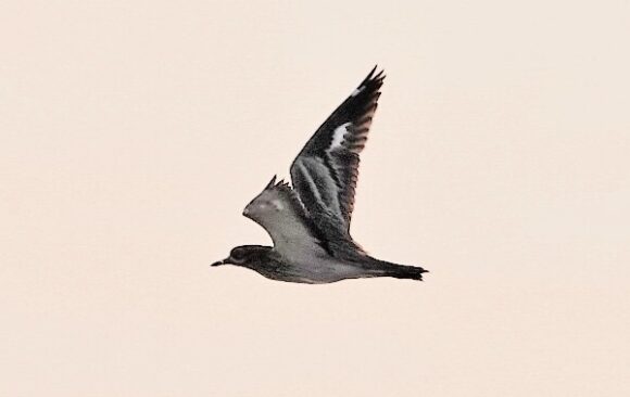 Rare Sighting Of Stone Curlew At Widewater