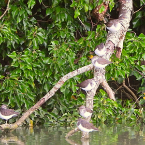EIGHT! Common Sandpipers Spotted On Adur