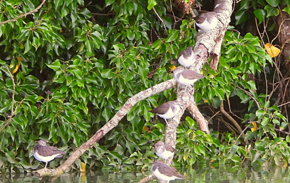 EIGHT! Common Sandpipers Spotted On Adur