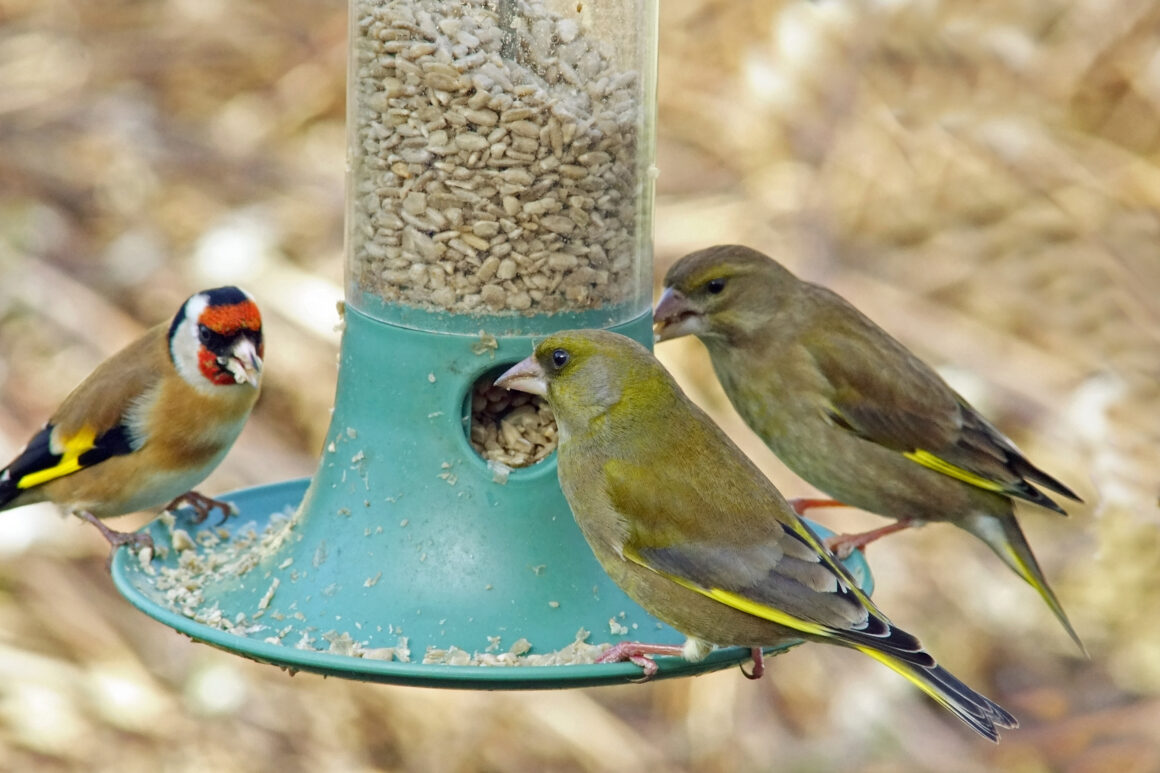 Inside Shoreham & Southwick: Bird Food For Thought.
