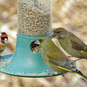 European,Greenfinch,,Chloris,Chloris,,And,Goldfinch,,Selective,Focus,,On,A Inside Shoreham & Southwick: Bird Food For Thought.