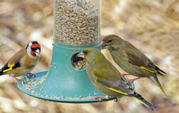 Inside Shoreham & Southwick: Bird Food For Thought.