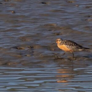 Red Knot Drops In To Adur SSSI
