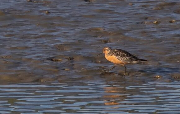 Red Knot Drops In To Adur SSSI