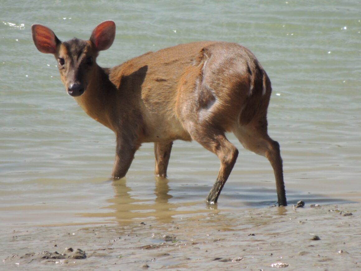 Rare Sighting As Muntjac Deer Takes A Dip in Adur