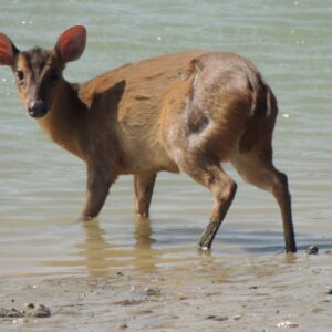 Rare Sighting As Muntjac Deer Takes A Dip in Adur